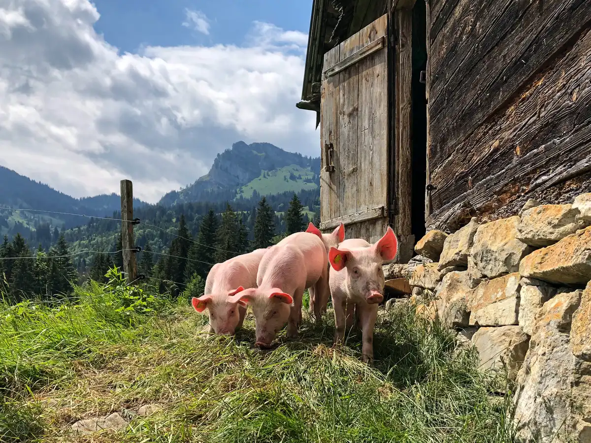 Ferkel auf einer Alp